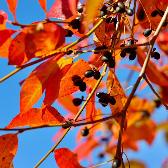 tupelo tree bright fall color and black fruits