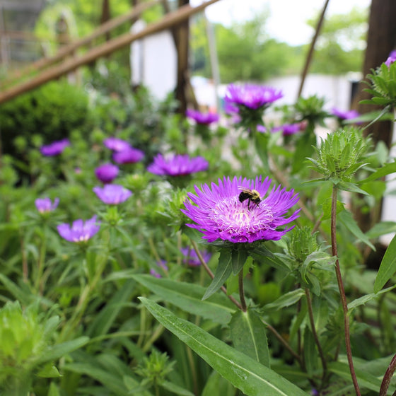 Bumblebee pollinating a native Stokesia Honeysong Purple perennial flower