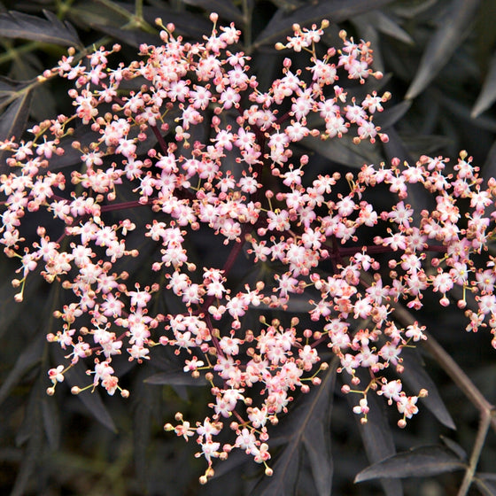 Close-up of the flower of Black Lace Elderberry Shrubs