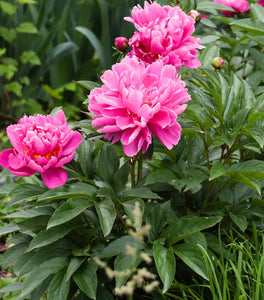 Dr. Alexander Fleming Peony