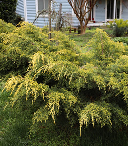 Gold Lace Juniper