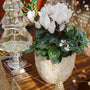white blooming cyclamen in white pot featured in golden christmas display