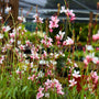 tall flowering stems on gaura siskiyou pink perennial plant summer blooms