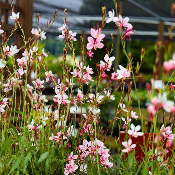 tall flowering stems on gaura siskiyou pink perennial plant summer blooms