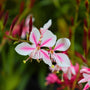 close up shot of gaura siskiyou pink vibrant summer blooms