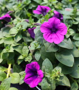 Violet Petunia