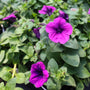 vibrant violet petunia in bloom