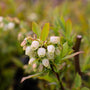 close up shot of pale white blooms on patriot blueberry bush\