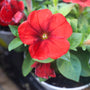 close up of bright red petunia in bloom