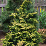 close up view of bright golden foliage on dwarf hinoki golden cypress