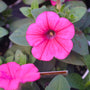 close up of hot pink petunia blooms