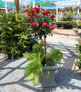 Red Double Knock Out® Rose – Tree Form