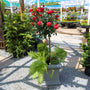 double knock out rose tree form in gray planter with evergreens and ferns