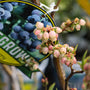 close up view of sweet pink and white blooms on patriot blueberry bush in early spring
