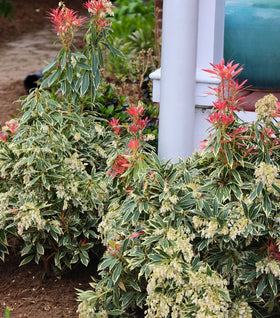 Pieris Flaming Silver