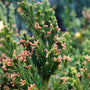 close up view of cryptomeria black dragon evergreen foliage 