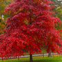 vibrant red fall color of mature black gum tree