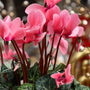 close up view of 4.5 inch pot salmon blooming cyclamen