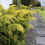 gold lace juniper planted along a stone pathway in the landscape