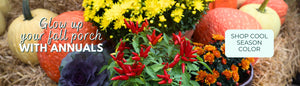 Glow Up Your Porch With Fall Annuals