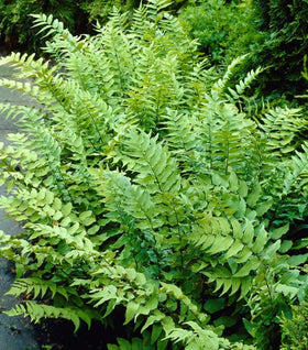 Fortune's Holly Fern