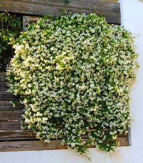 Madison Star Jasmine