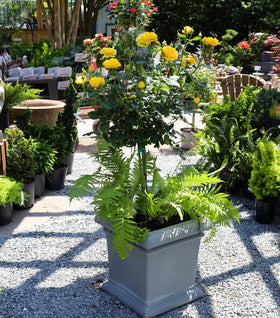 Veranda Sunbeam Floribunda Rose – Tree Form