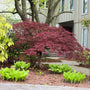 tamukeyama japanese maple growing as the focal point of a shade garden in the early spring landscape
