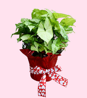 Syngonium White Butterfly