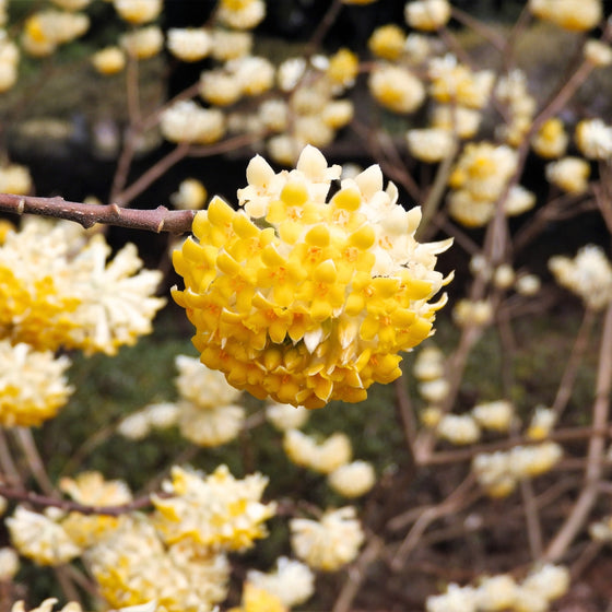 close up view of early spring paper bush blooms