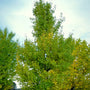 Columnar ginkgo tree with green fan-shaped leaves in a modern front yard landscape