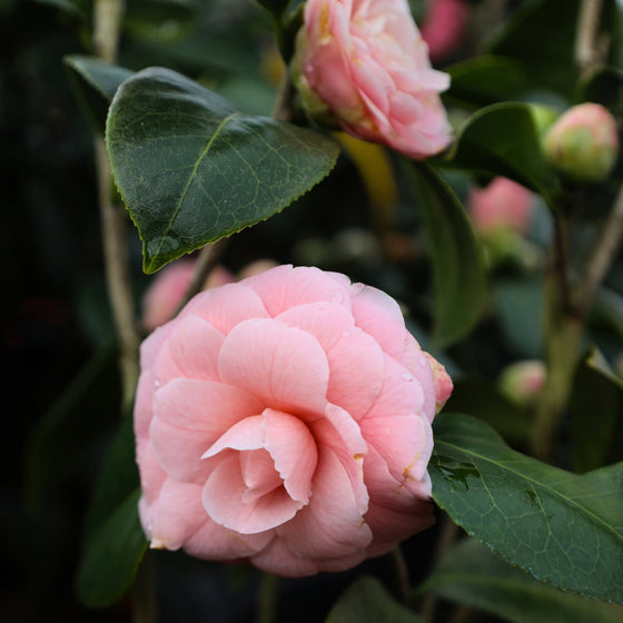 close up photo of pale pink blooms on pink perfection camellia in early spring