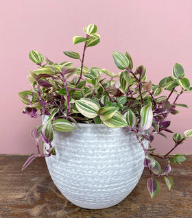 Tradescantia Quadricolor