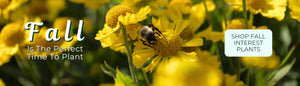 Fall Is The Perfect Time To Plant: Shop Fall Interest Plants