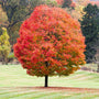 striking fall color foliage on sugar maple tree