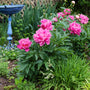 dr. alexander fleming pink peony growing in a garden with a bird bath