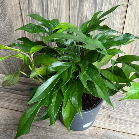 very full baltic blue pothos indoor houseplant