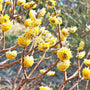 close up of edgeworthia chrysantha blooms