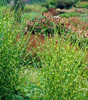 Miscanthus Bandwidth