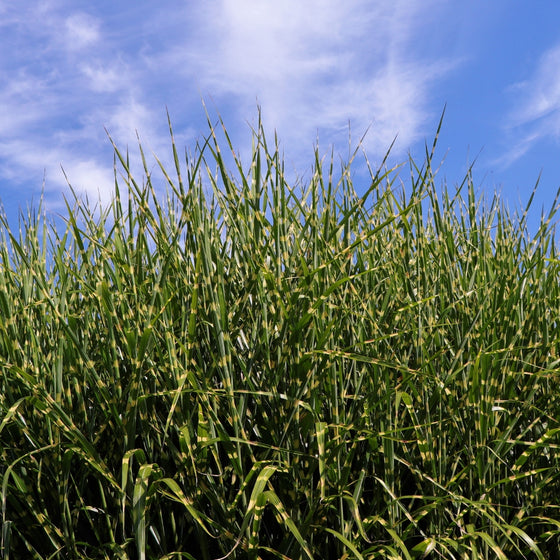 miscanthus bandwith striped grass growing in mass