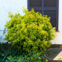 golden euonyms vibrant golden foliage
