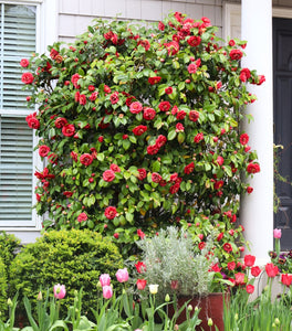 Professor Sargent Camellia