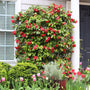 professor sargent camellia growing tall and covered in red blooms planted next to a doorway