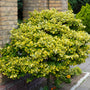golden euonymus variegated evergreen shrub