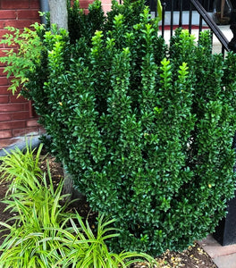 Euonymus Green Spire