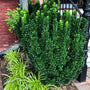 deep green euonymus greenspire shrub