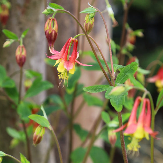 red and yellow spring blooming columbine
