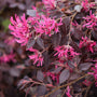 close up view of hot pink blooms on purple daydream loropetalum