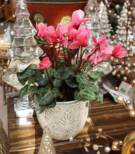 Pink Cyclamen
