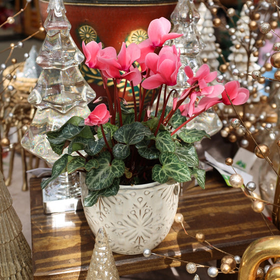 4 inch pot salmon pink blooming cyclamen in christmas display and white snowflake pot